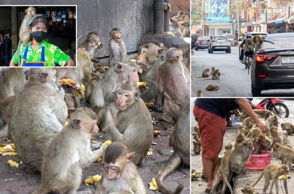 Հազարավոր կատաղած վայրի կապիկներ ահաբեկում են թաիլանդական քաղաքը՝ ցատկելով մեքենաների վրա, գողանալով մարդկանց ուտելիքն ու իրերը