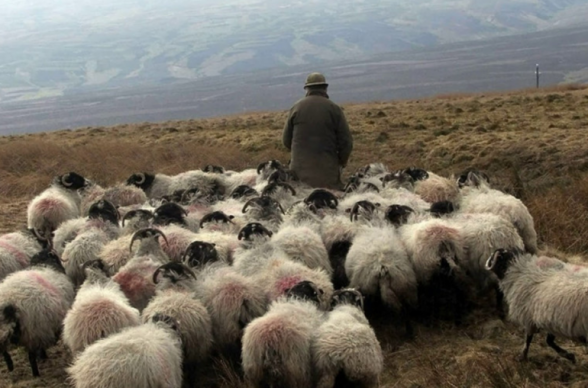 Ադրբեջանցիները հերքում են, թե ոչխար են առևանգել և հրաժարվում են վերադարձել Տեղ համայնքի հովվի 350 ոչխարը