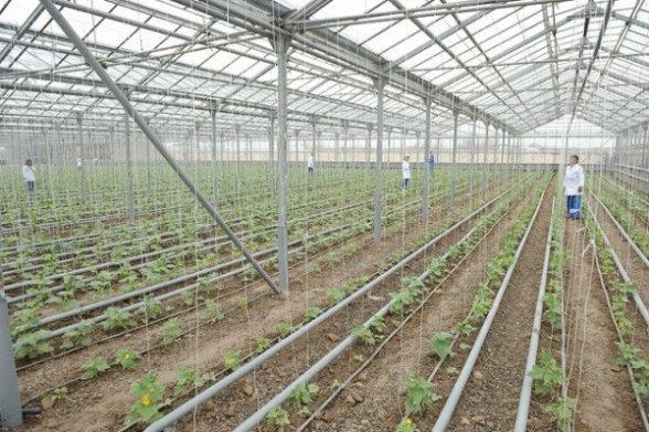 Ջերմոցատերերը՝ լուրջ խնդրի առջև․ «Ժողովուրդ»