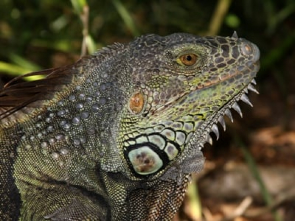 Օդերևութաբանները ամերիկացիներին նախազգուշացրել են իգուանների մոտալուտ անձրեւի մասին