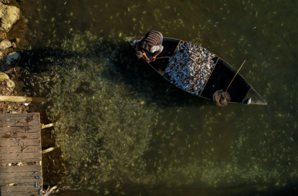 Հունաստանում մոտ 50 տոննա ձուկ է սատկել ջերմային շոկի պատճառով