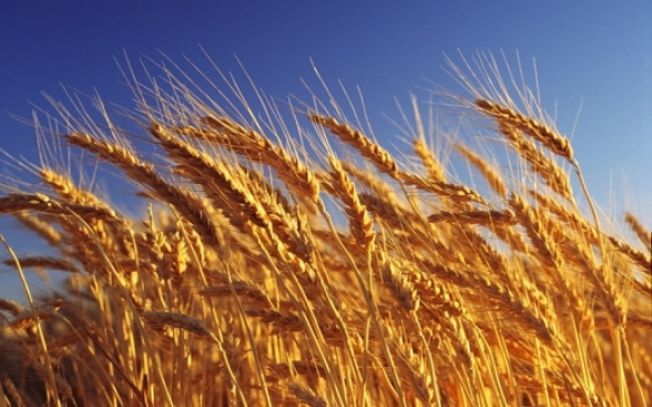 Հացը հնարավոր է՝ թանկանա. ամռանը Հայաստանում ցորենի դեֆիցիտ է սպասվում (տեսանյութ)