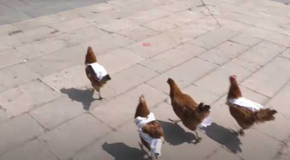 Ոստիկանները բերման ենթարկեցին Կառավարության առաջ Նիկոլ Փաշինյանի նկարով հավեր բերած ցուցարարներին