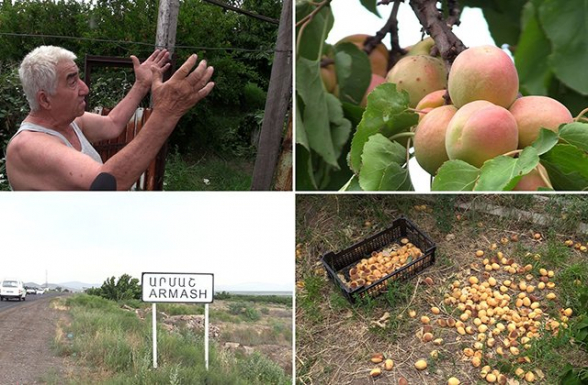 «Ծիրանը 70 դրամով են քաղում, 40 դրամով տանեմ՝ հանձնե՞մ, թող մնա, թափվի տակը»․ Արմաշի բնակիչ (տեսանյութ)