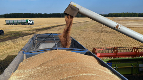 Сбор зерна в РФ в этом году может достичь рекордных 138,5 млн т