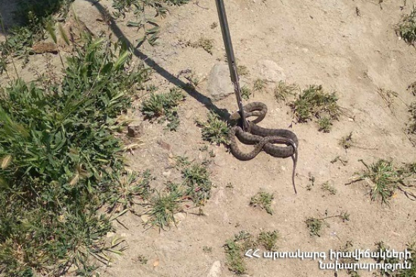 Փրկարարներն անվտանգ տարածք են տեղափոխել օձերին