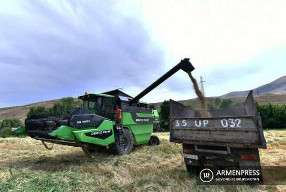 Գեղարքունիքի մարզում հացահատիկի բերքահավաքը սկսվել է ավելի վաղ և ցածր արդյունքներով