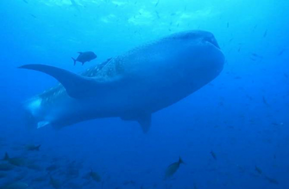 Ի՞նչ են ուտում աշխարհի ամենամեծ շնաձկները