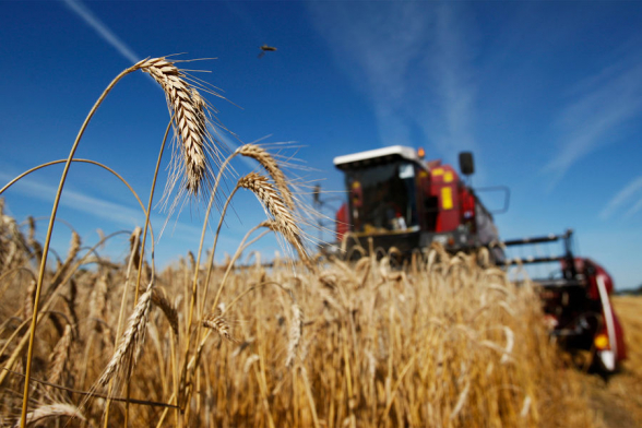 Белоруссия на полгода вводит запрет на вывоз зерновых