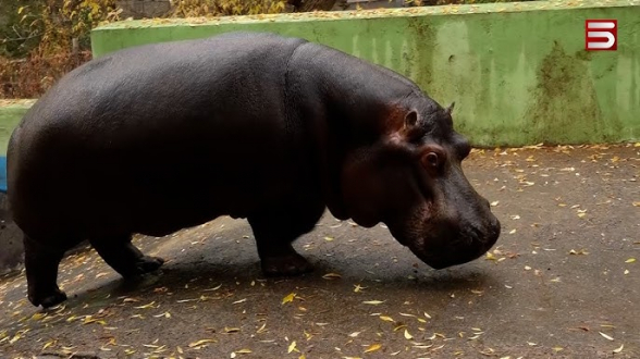 Тайфун Манукян Манукович: единственному бегемоту Армении исполнилось 14 лет