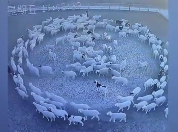 Отара овец по неизвестной причине без остановки ходила по кругу 12 дней (видео)