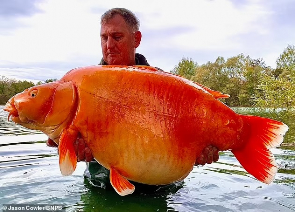 Во Франции выловили одну из самых крупных золотых рыбок в мире (видео)