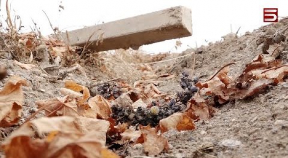 Катастрофическая ситуация: крестьяне сносят виноградники (видео)