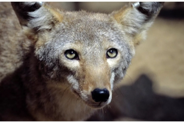 Արցախում շնագայլը հարձակվել է բնակիչների վրա. նրանք բժիշկների հսկողության տակ են