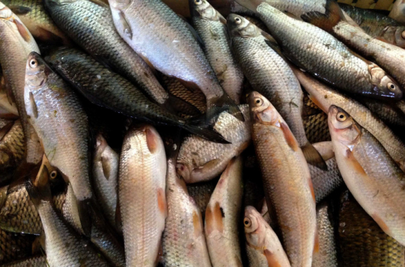 Ահազանգ․ անկած ձկներ են վաճառվում․ «Ժողովուրդ»