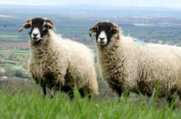 Շիրակցին գողացել է համագյուղացու գառները և տվել Արագածոտնի մարզի բնակչին՝ պարտքի դիմաց