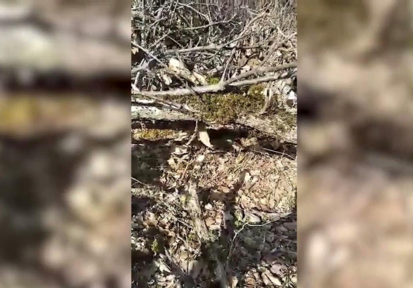 Ադրբեջանցիների կրակահերթի ձայնը՝ ցախ հավաքող արցախցիների նկարած տեսանյութում