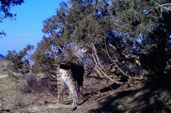 Տեսախցիկները «Խոսրովի անտառ» պետական արգելոցում լուսան են ֆիքսել