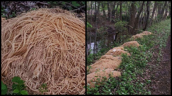 В США неизвестные выбросили у реки около 227 кг вареных макарон