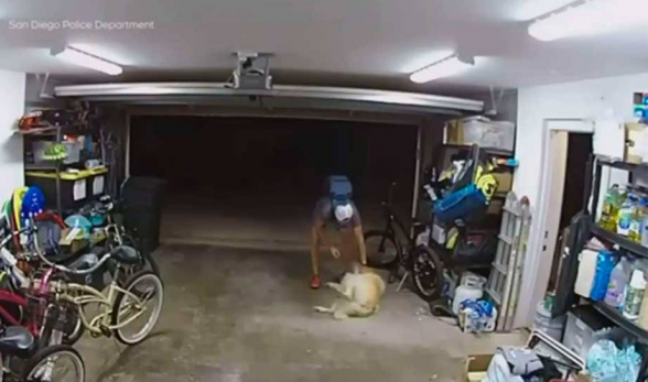 ԱՄՆ-ում շունը գողին ուրախությամբ է ընդունել ու դարձել համացանցի աստղ