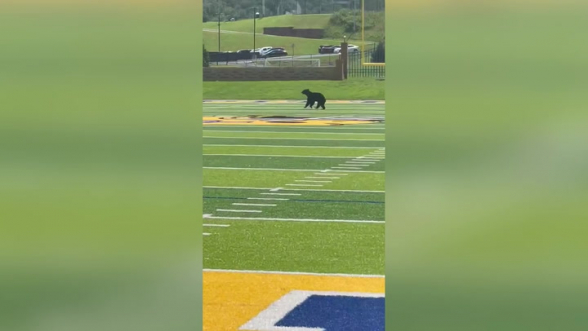 Ֆուտբոլի մարզումն ընդհատվել է խաղադաշտ ներխուժած արջի պատճառով