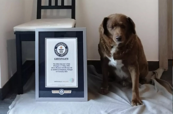 Պորտուգալիայում սատկել է աշխարհի ամենաերկարակյաց շունը