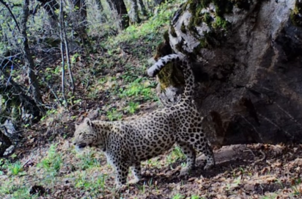 Կովկասյան ընձառյուծը նկատվել է «Զանգեզուր» կենսոլորտային համալիրում