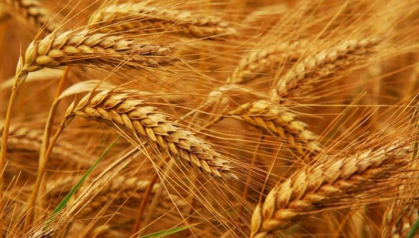 В России хотят ввести запрет на экспорт твердой пшеницы из РФ