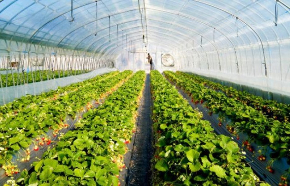 Ծանր վիճակ ջերմոցային տնտեսություններում. ի՞նչ բացասական սպասումներ են առկա. «Փաստ»