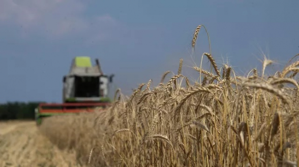 В России собрали почти 150 млн тонн урожая зерновых