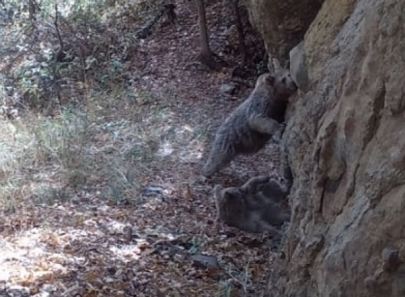 Խաղում են, քորում իրենց. Խոսրովի անտառի տեսախցիկները ֆիքսել են գորշ արջերին