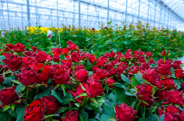 65,000 վարդով 2 բեռնատար Լարսից հետ են ուղարկել, ֆինանսական լուրջ կորուստներ ունենք․ ջերմոցային տնտեսության տնօրեն