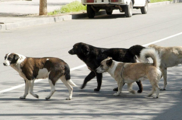 Շներից փախնելով՝ 7-ամյա տղան ընկել, գլուխը հարվածել է եզրաքարին. ՔԿ-ն՝ Սուրենավանի դժբախտ դեպքի մասին