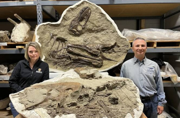 Կանադայում հայտնաբերվել են տիրանոզավրի մնացորդներ՝ որովայնում ձագերով