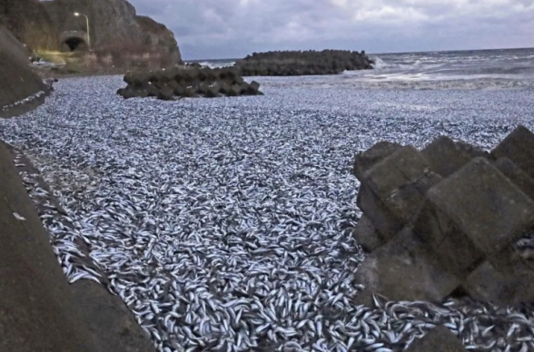 Ճապոնիայում չեն կարողանում պարզել մի քանի հարյուր տոննա ձկան ափ նետման պատճառը