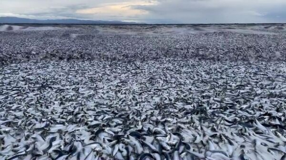Ձկների զանգվածային անկում Ճապոնիայի ափերի մոտ. գիտնականները նշել են պատճառները (տեսանյութ)