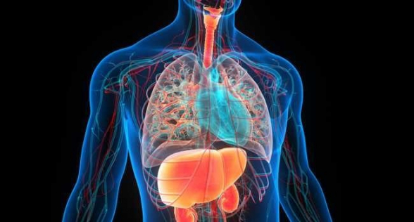 Գիտնականները նոր մեթոդի միջոցով պարզել են, թե ինչ արագությամբ  են ծերանում մեր օրգանները