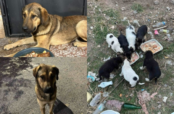 Կենդանիների խնամքի կենտրոնն իր ամպլուայի մեջ է․ հերթական ահազանգը