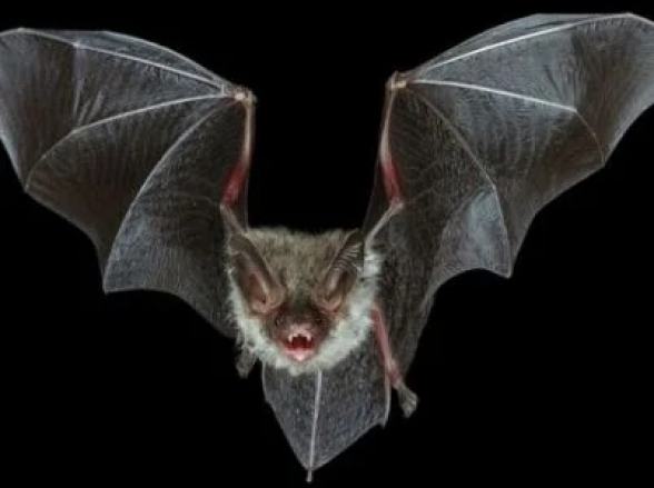 Հայտնաբերվել է աշխարհի ամենաքաղցրակերը, որը երբեք շաքարախտով չի հիվանդանում