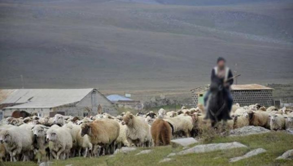 Ադրբեջանցիները Տեղ համայնքից գողացած ոչխարները վերադարձրել են