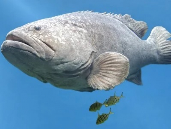 Ֆլորիդացի դեռահասը 100 կգ-ից ավելի կշռող ձուկ է բռնել