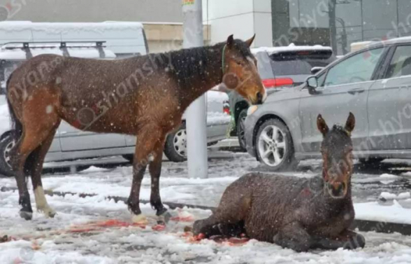 Ըստ ՆԳՆ-ի՝ Իսակովի պողոտայում ձիու քուռակը սայթաքելու հետևանքով է վնասվածքներ ստացել․ նոր մանրամասներ (լուսանկար)