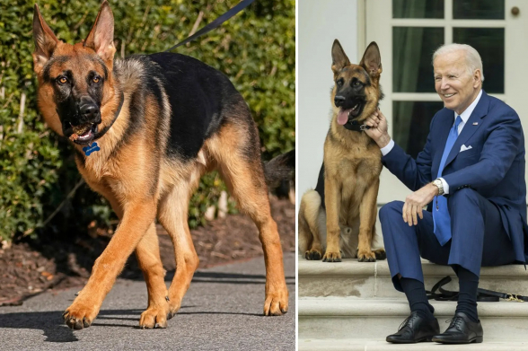 Բայդենի շունն ավելի քան 20 անգամ կծել է ԱՄՆ գաղտնի ծառայության աշխատակիցներին