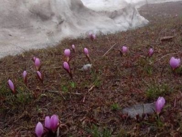 «Իր ամբողջ շքեղությամբ գալիս է». Սուրենյանը լուսանկար է հրապարակել