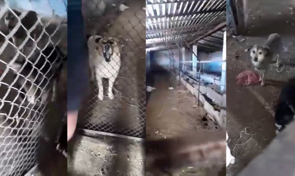 Առանց սնունդ և ջուր են պահել շներին. ԿՈւՄՆԻ ՍՊԸ-ն հիմնվելուց 9 օր անց 8 մլն 917 հազար դրամանոց տենդեր է շահել (տեսանյութ)