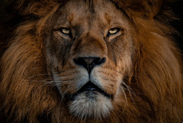 Սարատովում առյուծը հարձակվել է 14-ամյա աշակերտուհու վրա