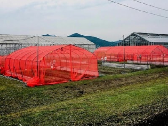 Հանելուկ գիտնականների համար. Կարմիր ցանցերն ավելի լավ են պաշտպանում բույսերը միջատներից, քան մյուսները