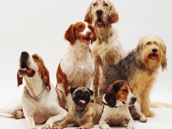 Մասնագետները նշել են շների ամենաագրեսիվ և ամենաբարի ցեղատեսակները