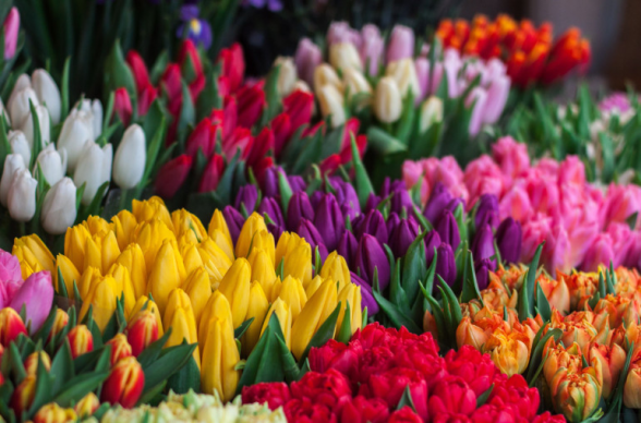 ՌԴ-ում տղամարդն ավելի քան 2 մլն ռուբլի արժողությամբ կակաչներ է գողացել