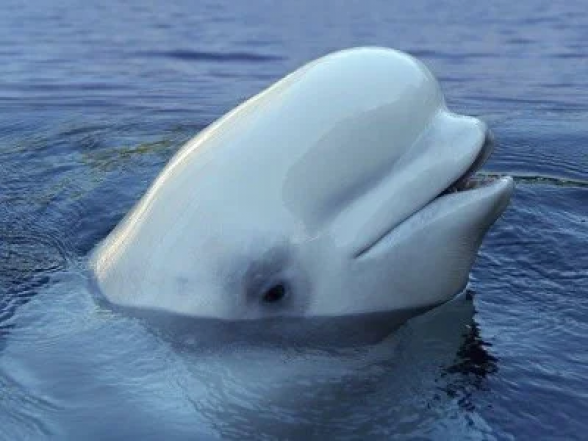 Բելուգա կետերը փոխում են գլխի ձևը՝ այլ կետերի հետ շփվելու համար. ուսումնասիրություն